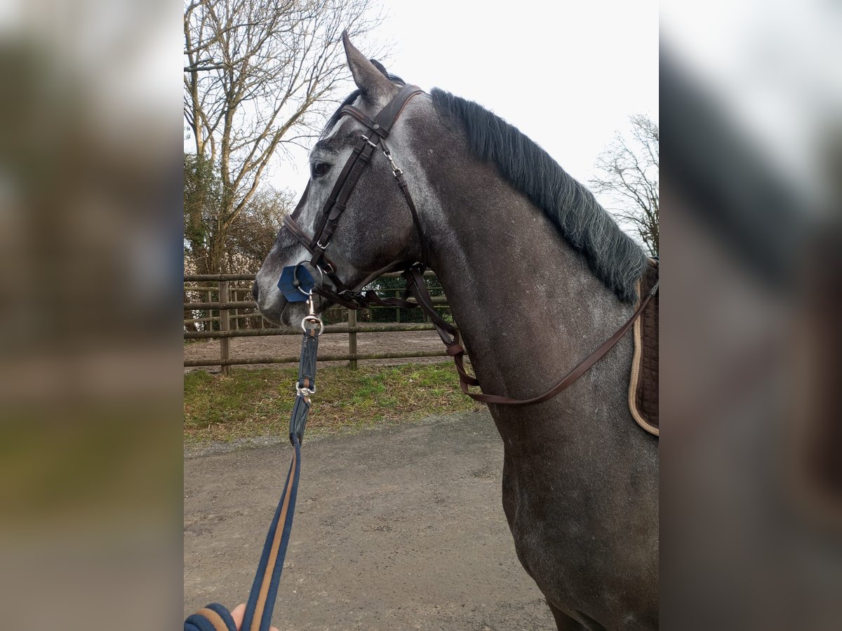 Zangersheide Castrone 7 Anni 165 cm Grigio in Bois-Guillaume