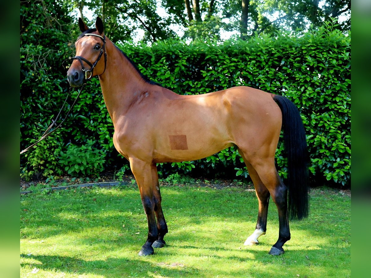 Zangersheide Castrone 7 Anni 166 cm Baio in Meppen
