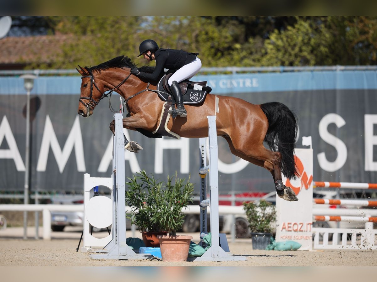 Zangersheide Castrone 7 Anni 170 cm Baio in Guidel