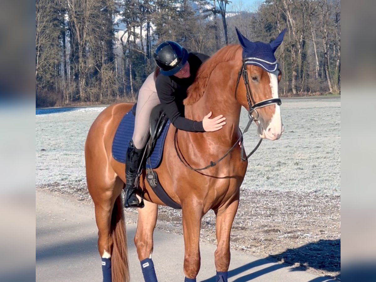 Zangersheide Castrone 7 Anni 176 cm Sauro in Schlins