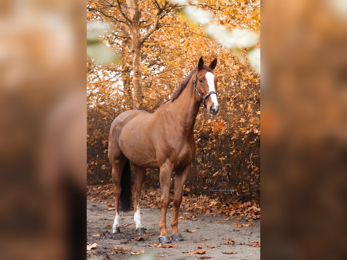 Zangersheide Castrone 7 Anni 185 cm Sauro in Unna Zangersheide Castrone 7 Anni 185 cm Sauro in Unna