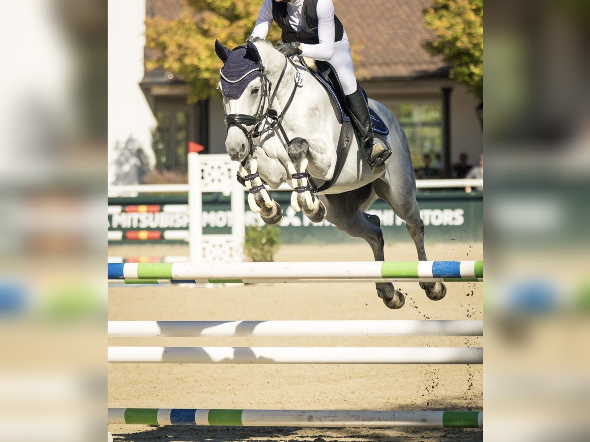 Zangersheide Castrone 7 Anni in Murg