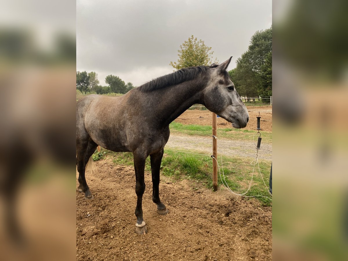 Zangersheide Castrone 8 Anni 167 cm Grigio in Perpignan