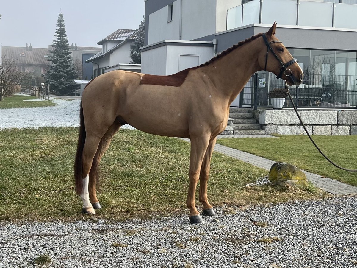 Zangersheide Castrone 8 Anni 169 cm Sauro in Reinach AG