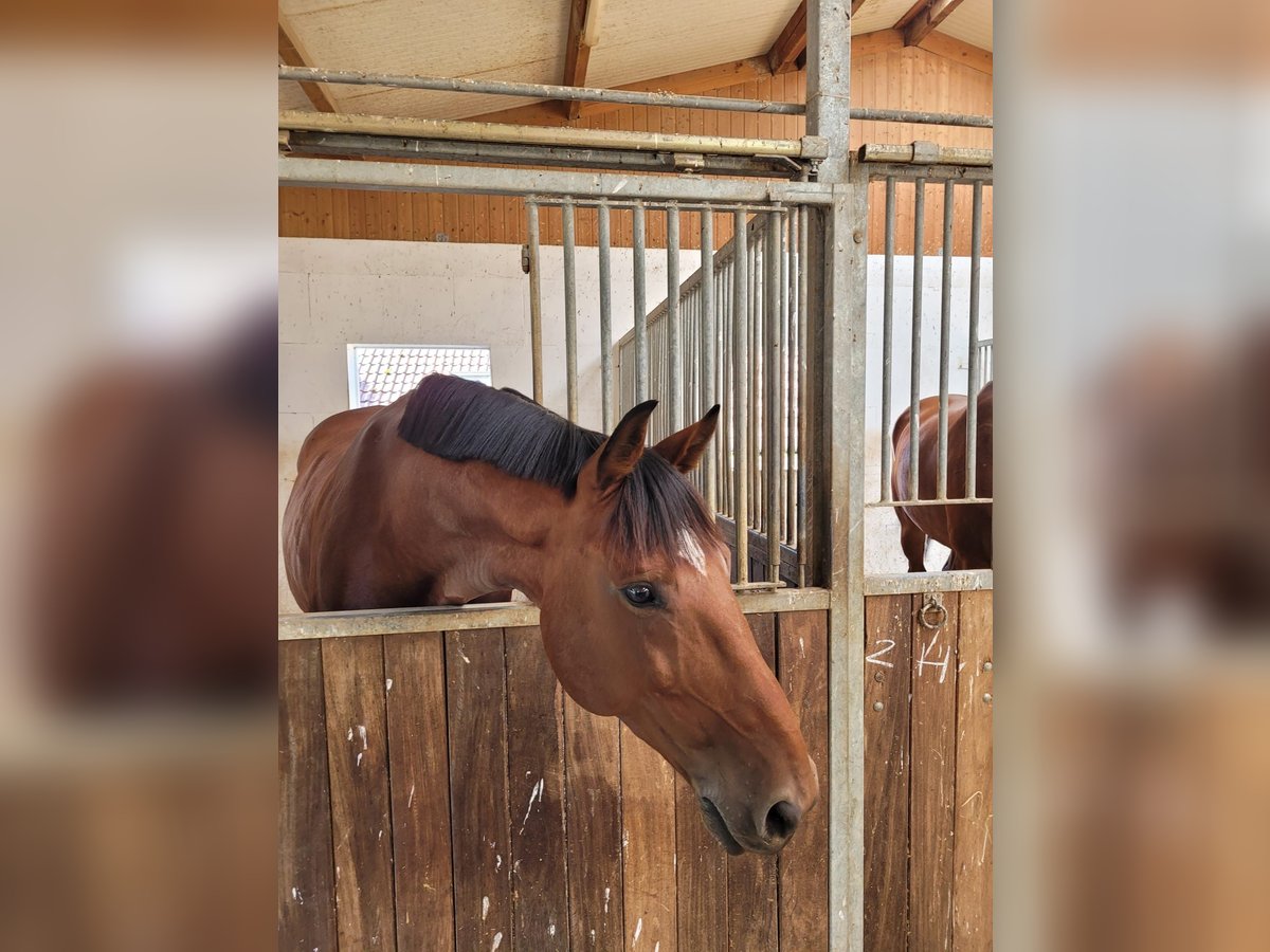 Zangersheide Castrone 8 Anni 170 cm Baio in speyer