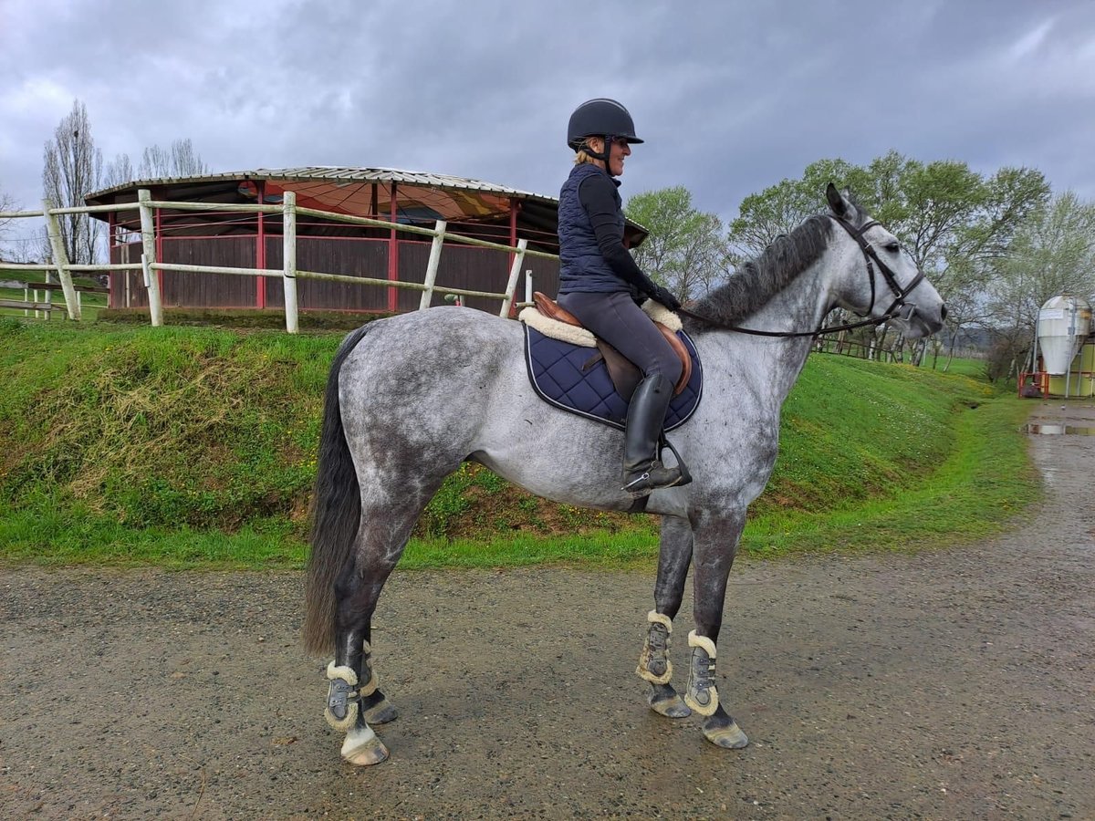 Zangersheide Castrone 8 Anni 170 cm Grigio in manduria