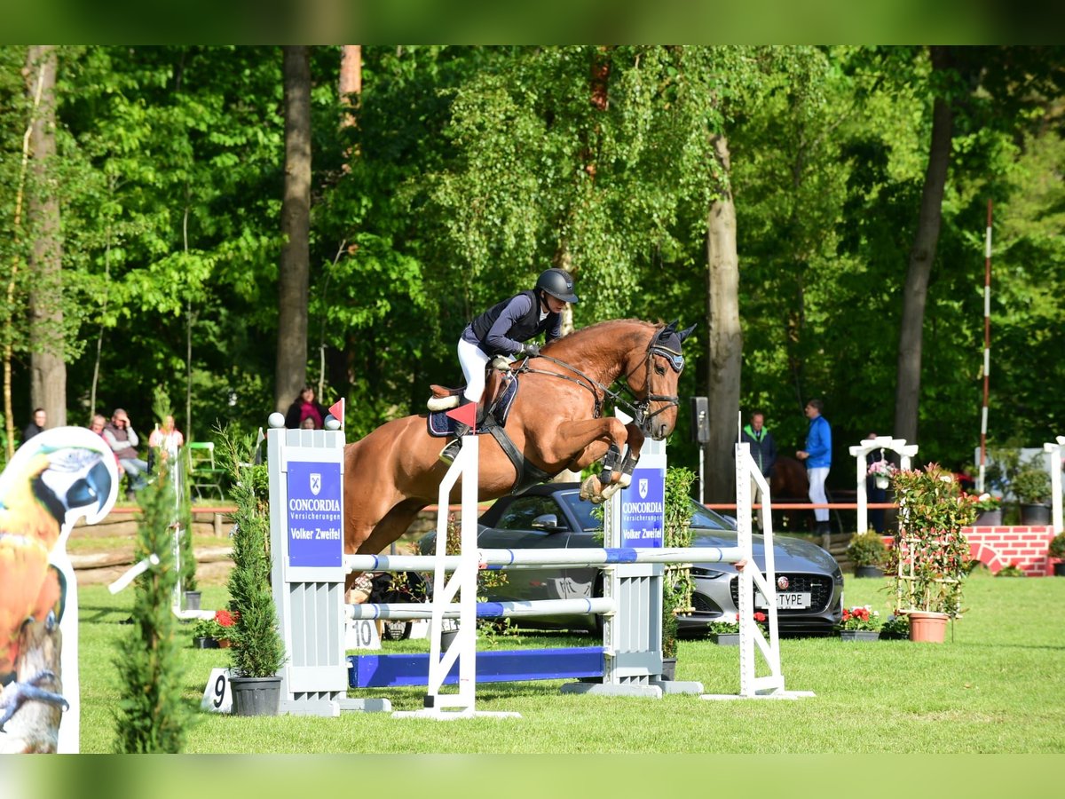 Zangersheide Castrone 8 Anni 170 cm Sauro in Philippsburg