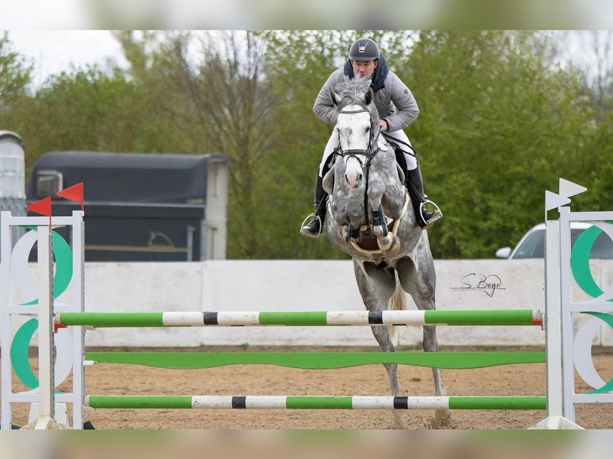 Zangersheide Castrone 8 Anni 178 cm Grigio in Bad Doberan