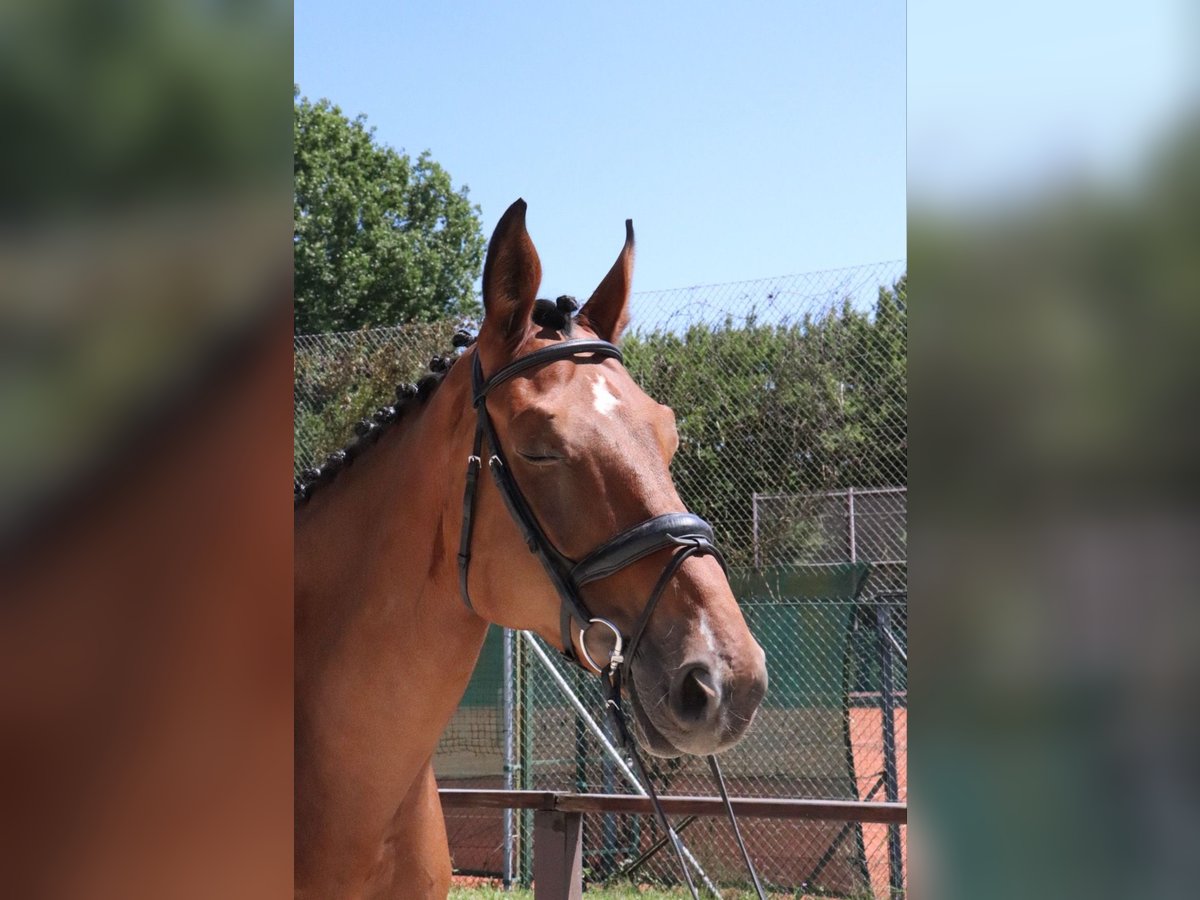 Zangersheide Castrone 9 Anni 181 cm Baio in W&#xFC;rzburg