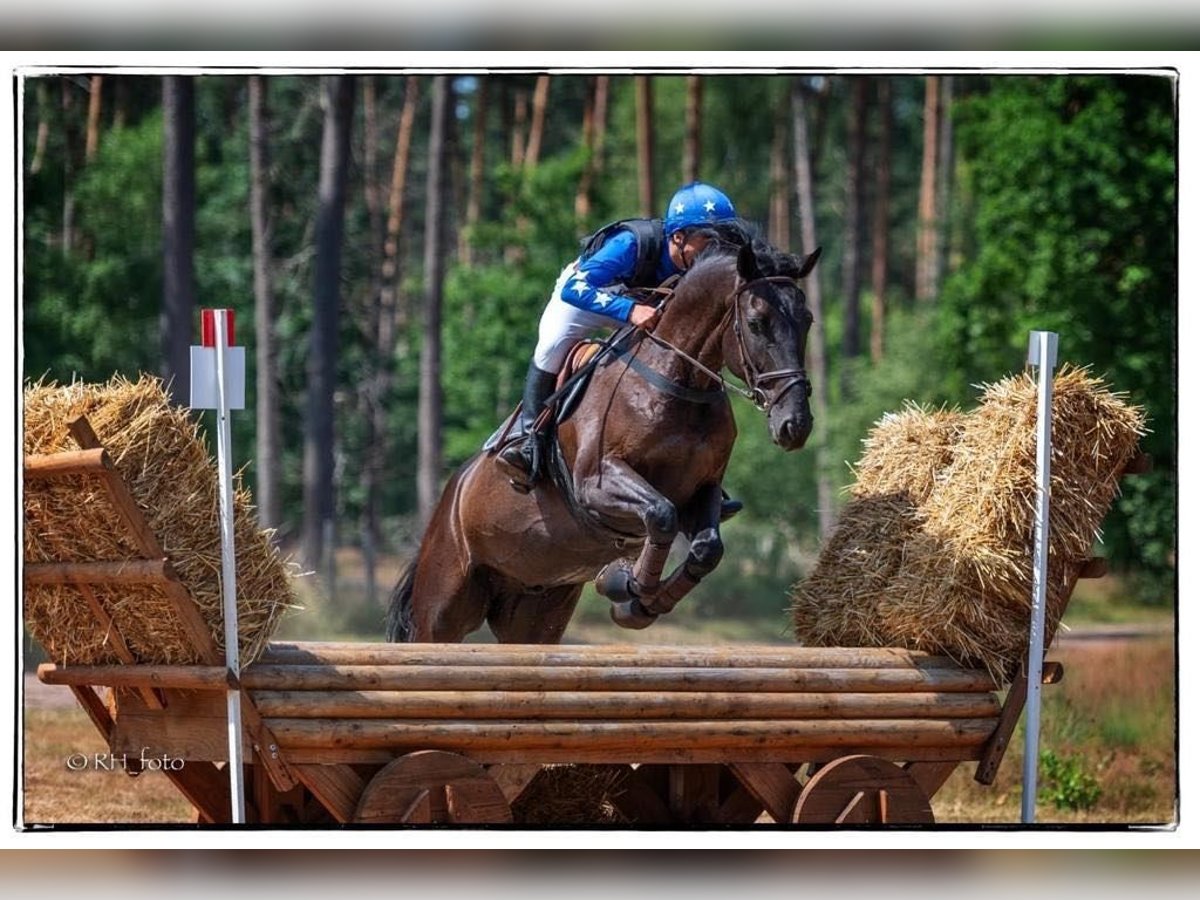 Zangersheide Castrone 9 Anni Morello in Wortegem-Petegem