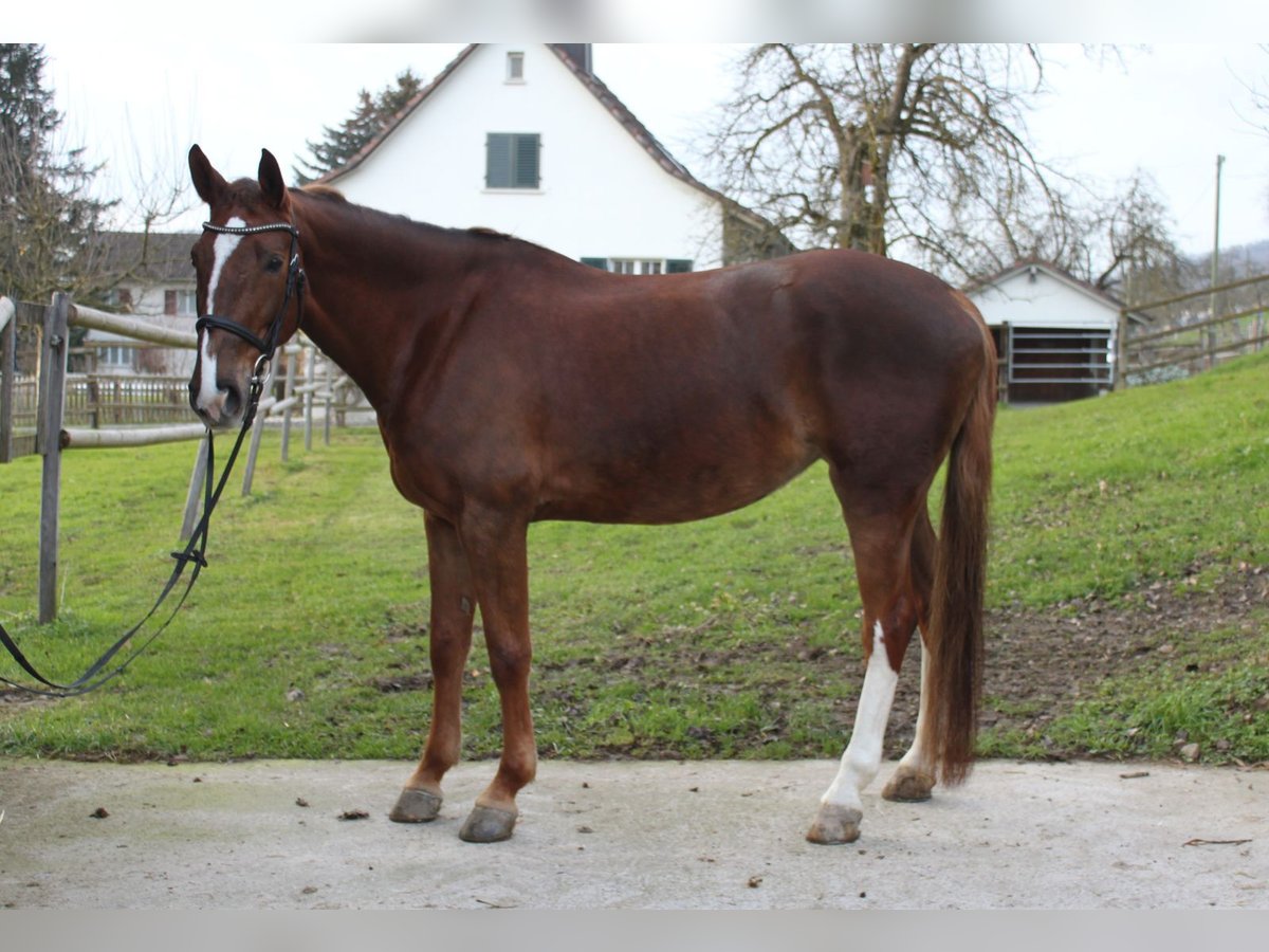 Zangersheide Giumenta 10 Anni 165 cm Sauro in Wettingen