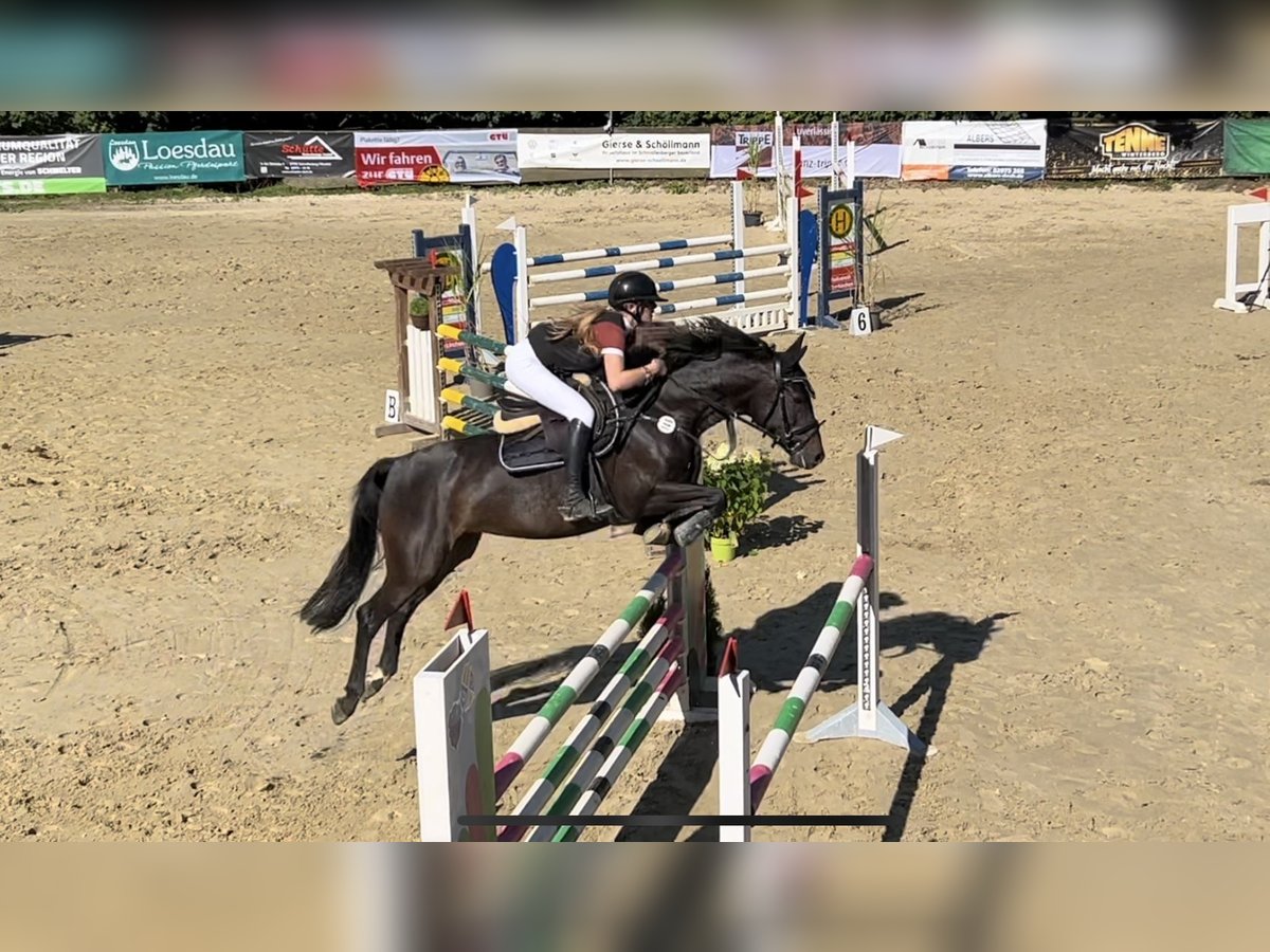 Zangersheide Giumenta 10 Anni 167 cm Baio nero in Vöhl