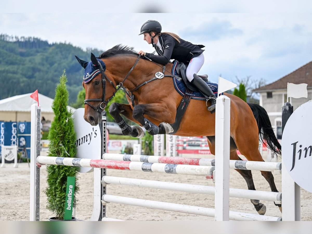 Zangersheide Giumenta 10 Anni 172 cm Baio in Regensburg