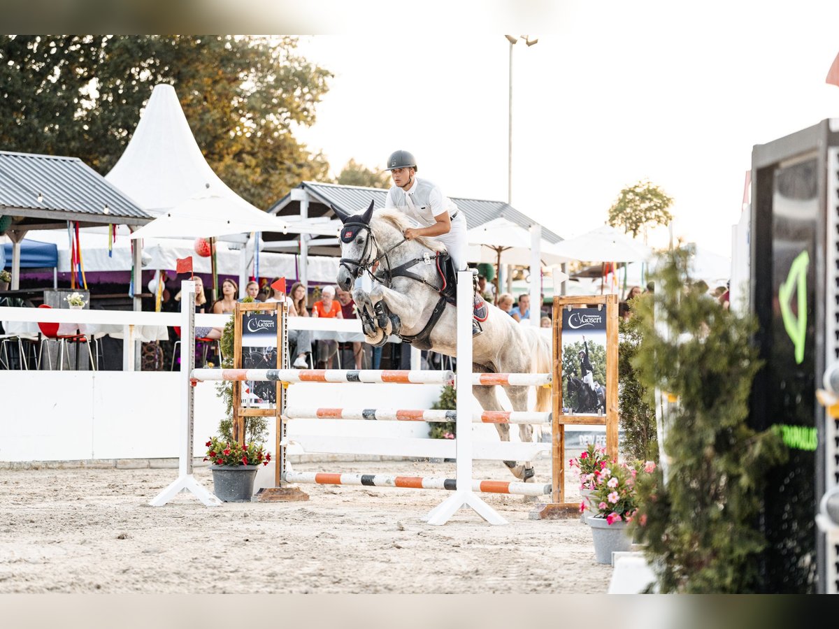 Zangersheide Giumenta 11 Anni 169 cm Grigio in Geilenkirchen