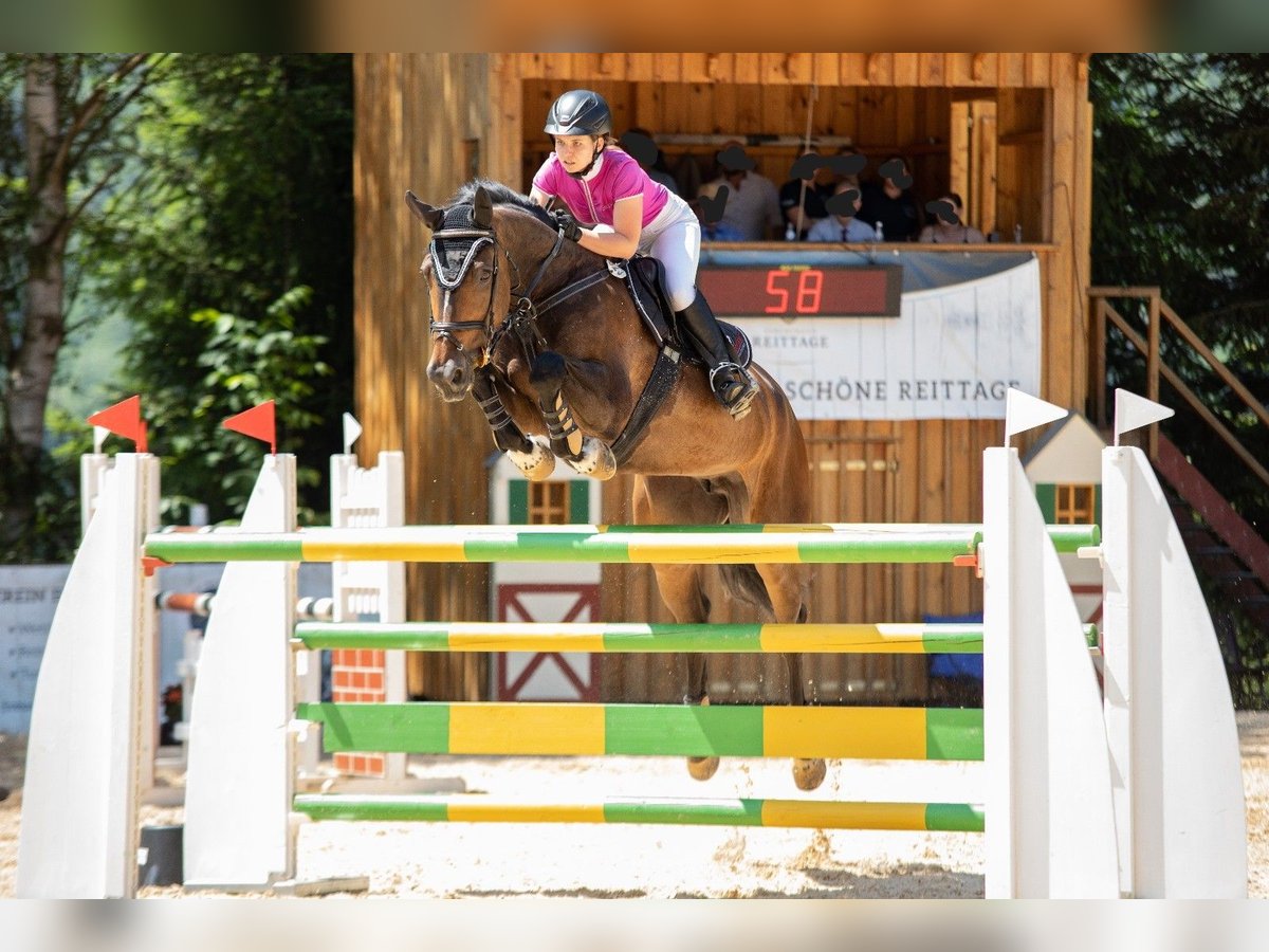 Zangersheide Giumenta 11 Anni 172 cm Baio scuro in Seukendorf