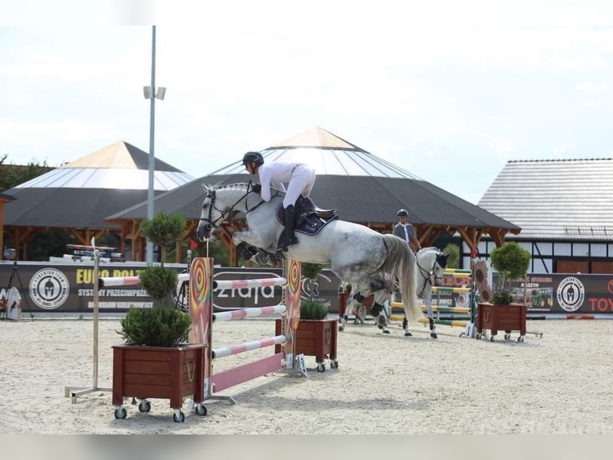 Zangersheide Giumenta 12 Anni 166 cm Grigio pezzato in Poznań