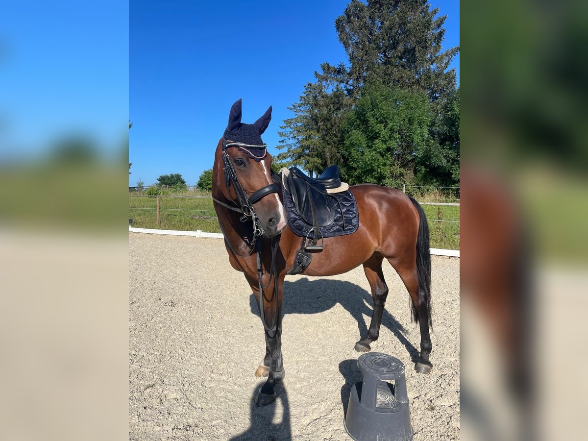 Zangersheide Giumenta 12 Anni 168 cm Baio in Königswinter