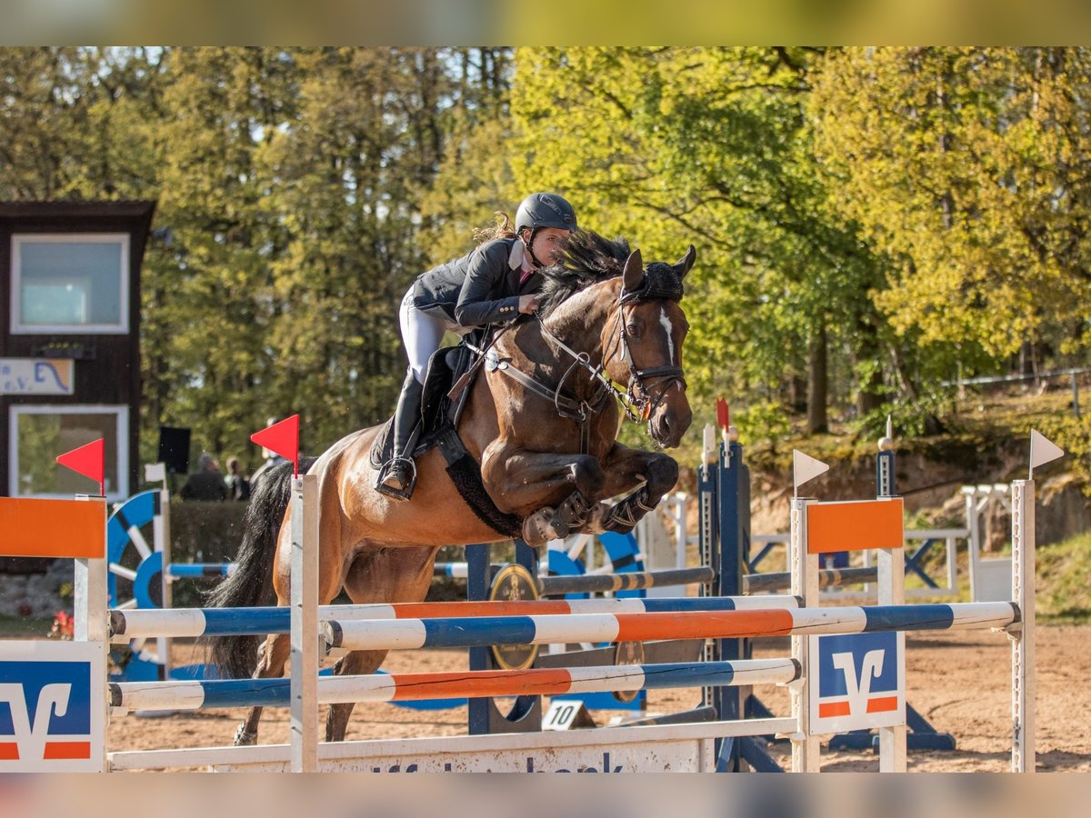 Zangersheide Giumenta 12 Anni 172 cm Baio scuro in Seukendorf