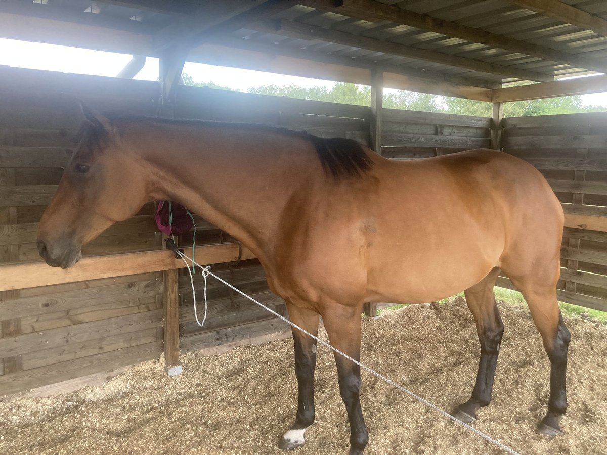 Zangersheide Giumenta 12 Anni 173 cm Baio in Bilzen