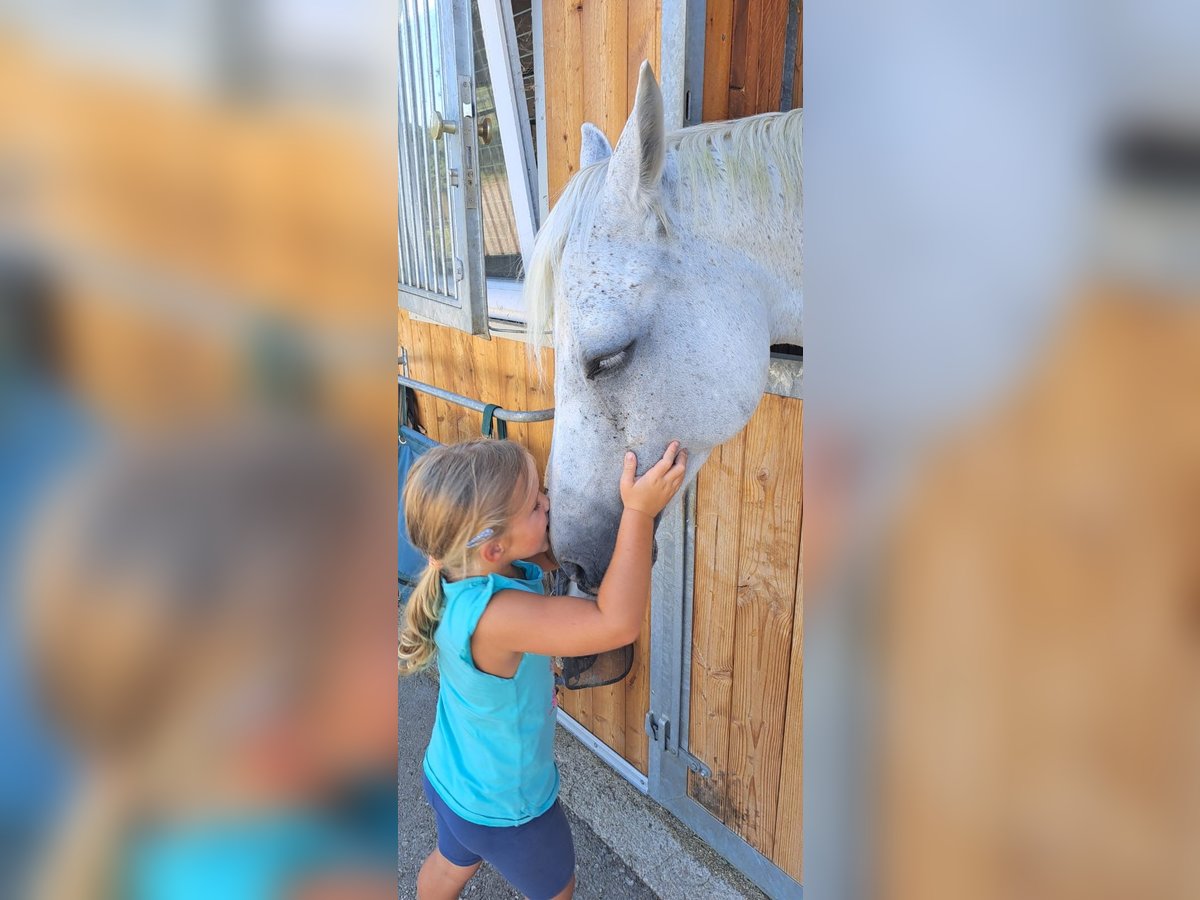 Zangersheide Giumenta 13 Anni 162 cm Grigio in Weistrach