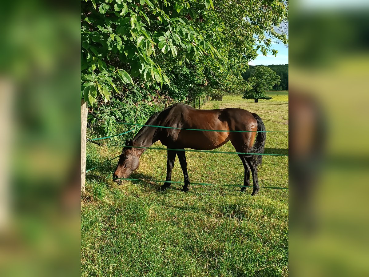 Zangersheide Giumenta 16 Anni 162 cm Baio nero in Forges-les-Bains