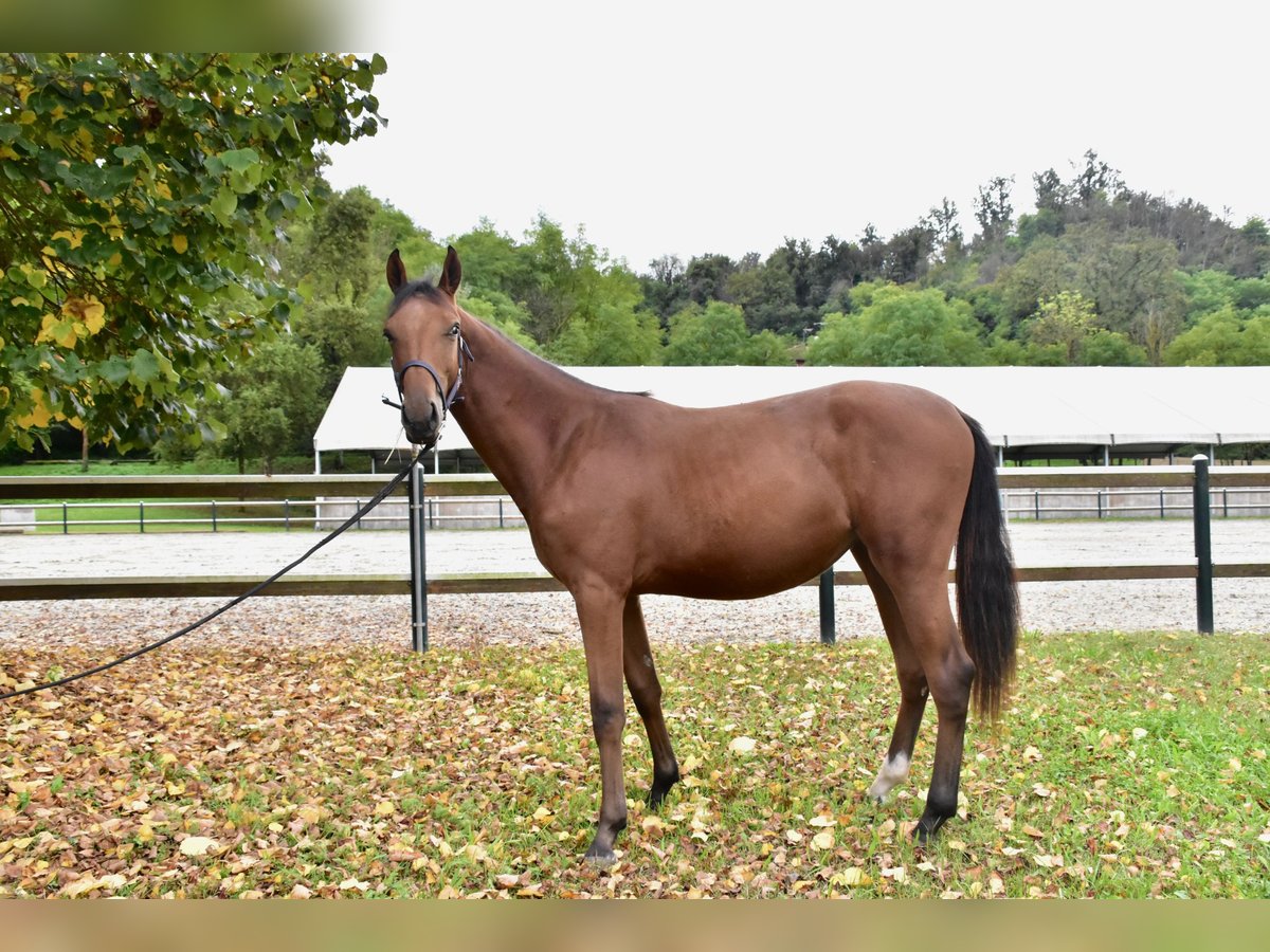 Zangersheide Giumenta 1 Anno 152 cm Baio in GROTE-BROGEL