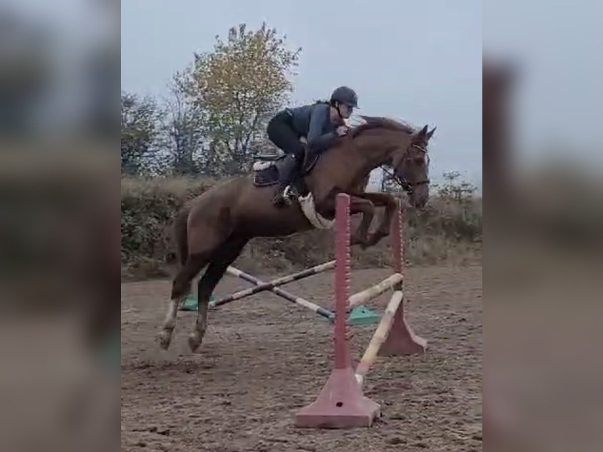 Zangersheide Giumenta 20 Anni 165 cm Sauro in Gummersbach