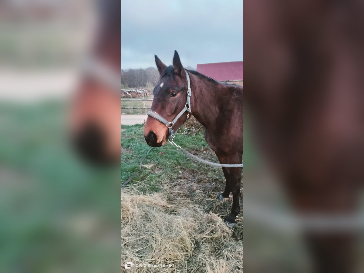 Zangersheide Giumenta 2 Anni 150 cm Baio in Sommecaise