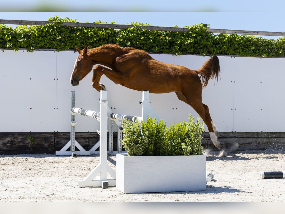 Zangersheide Giumenta 2 Anni 158 cm Baio in Waddinxveen