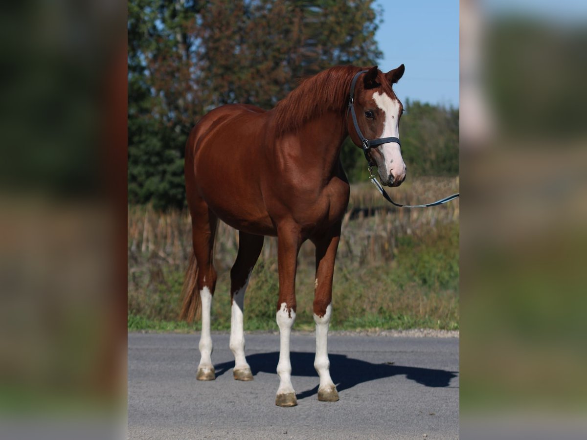 Zangersheide Giumenta 2 Anni 164 cm Sauro in Borsdorf