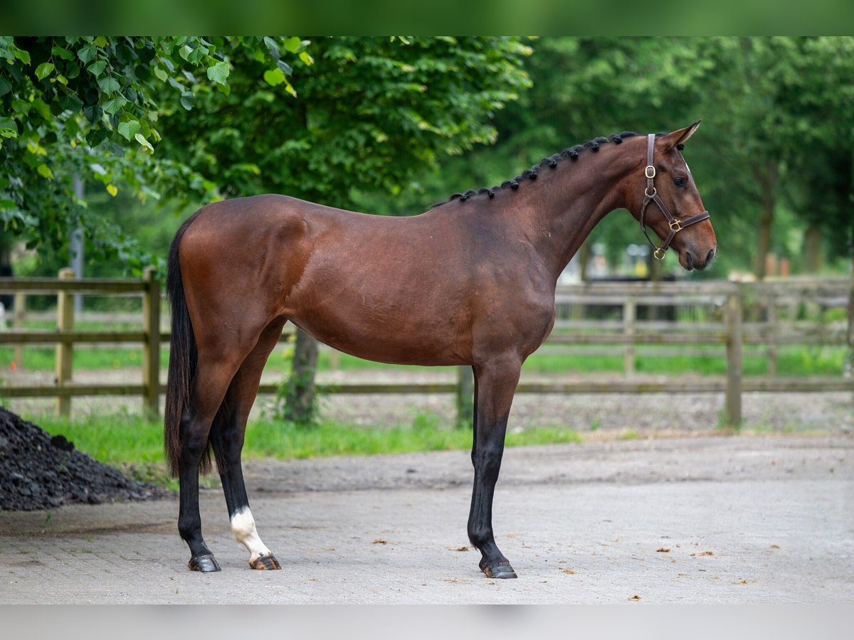 Zangersheide Giumenta 2 Anni 167 cm Baio in GROTE-BROGEL