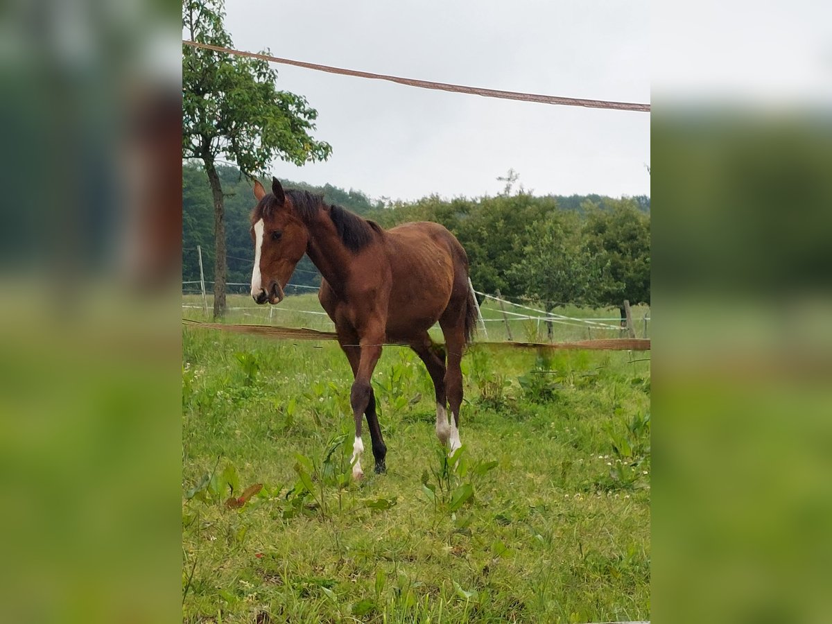 Zangersheide Giumenta 2 Anni Baio in Reichelsheim