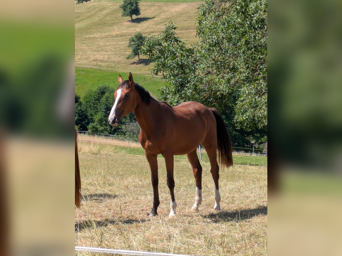 Zangersheide Giumenta 2 Anni Baio in Reichelsheim