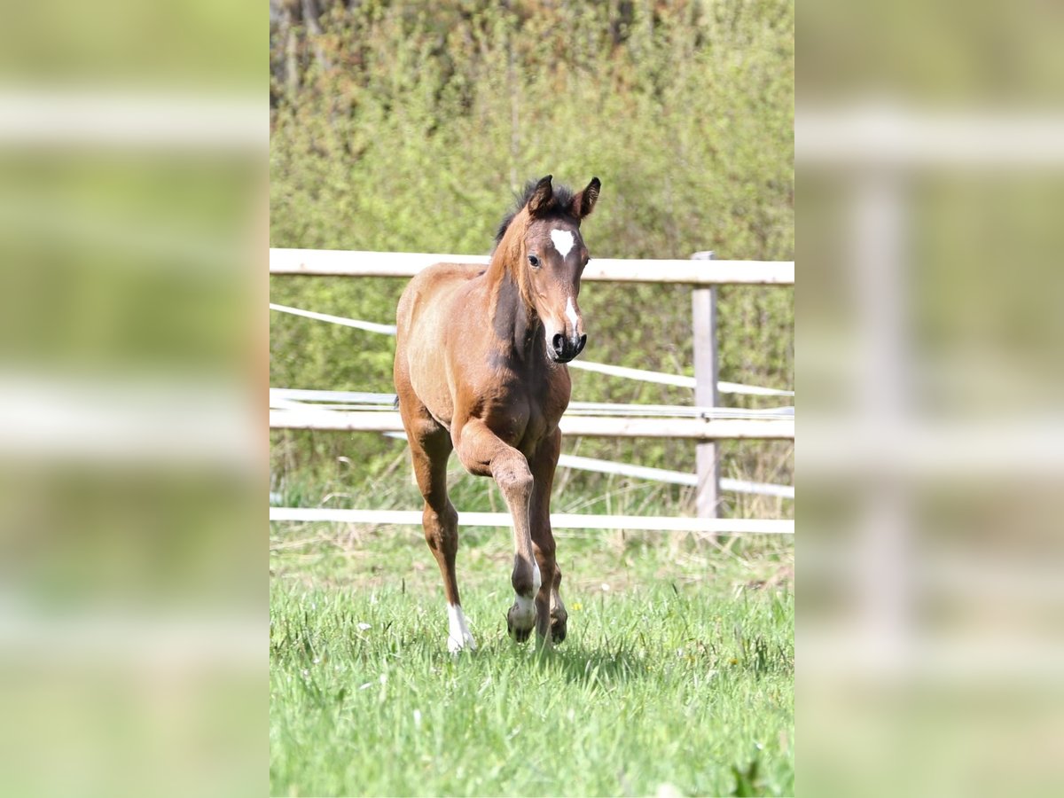 Zangersheide Giumenta 2 Anni in Kürten