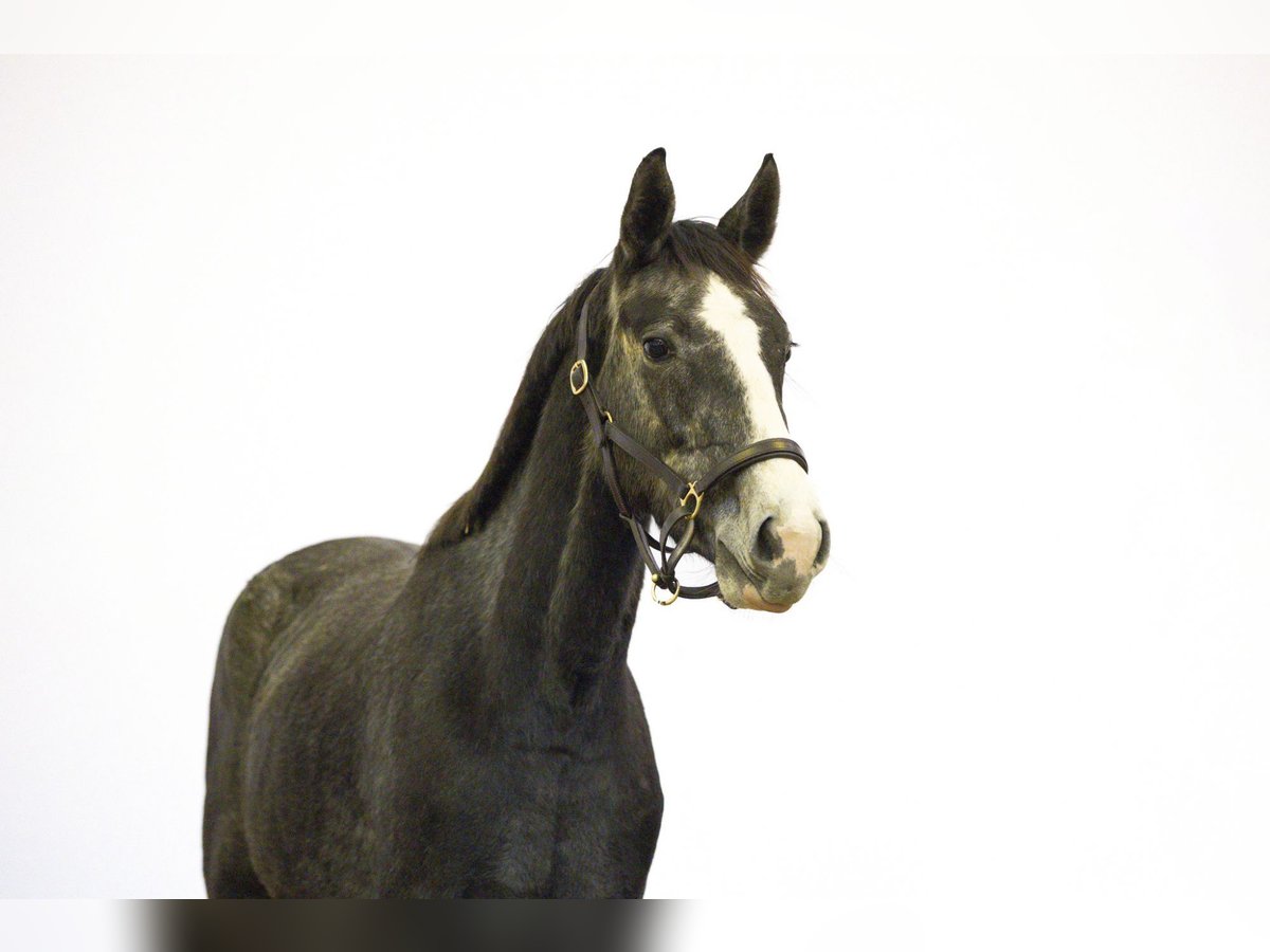 Zangersheide Giumenta 3 Anni 155 cm Grigio in Waddinxveen