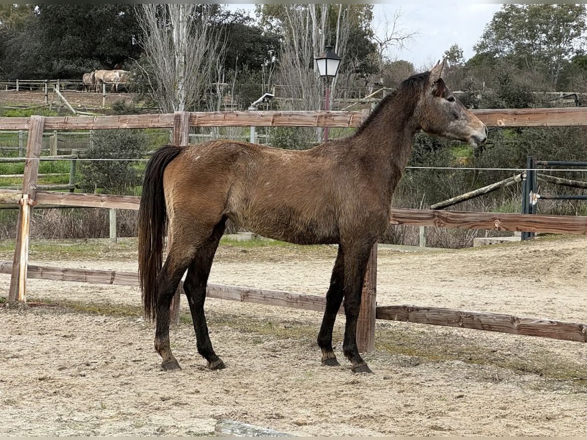 Zangersheide Giumenta 3 Anni 162 cm Grigio in Pepino