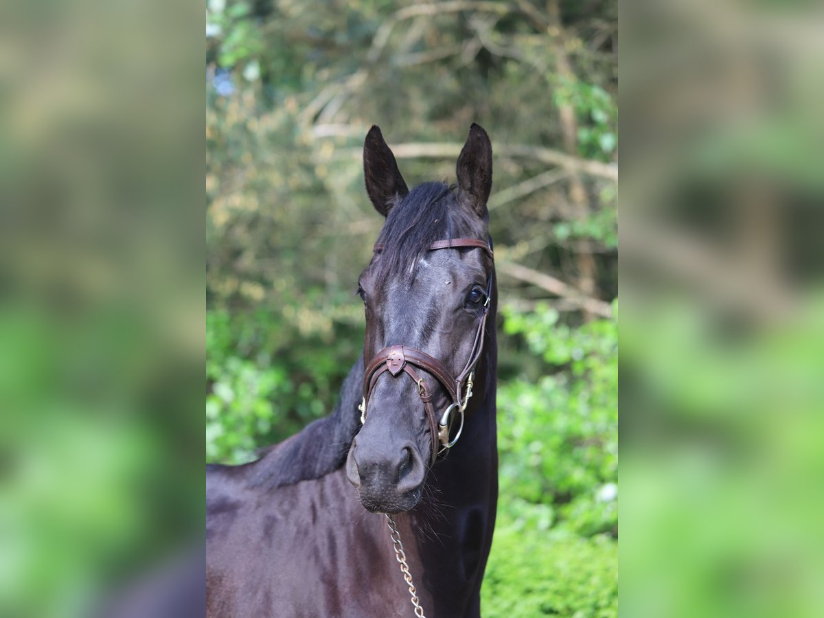 Zangersheide Giumenta 3 Anni 163 cm Baio nero in Lierop