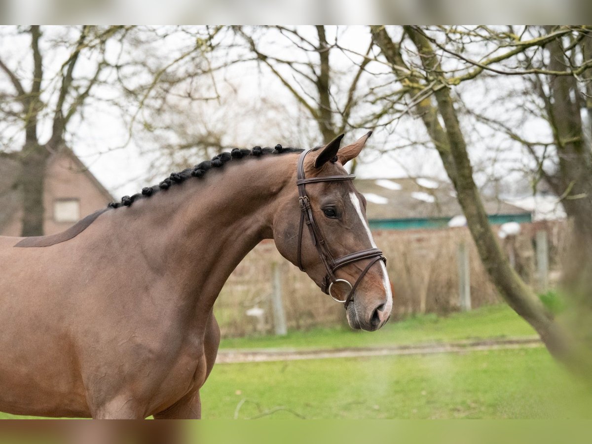 Zangersheide Giumenta 3 Anni 165 cm Baio in Bocholt