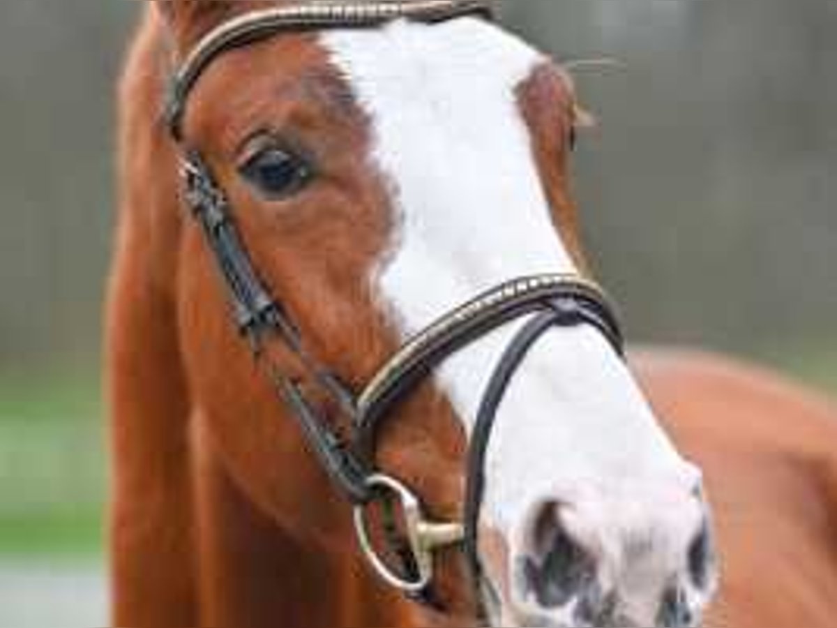 Zangersheide Giumenta 3 Anni 165 cm Sauro scuro in Sint-Niklaas