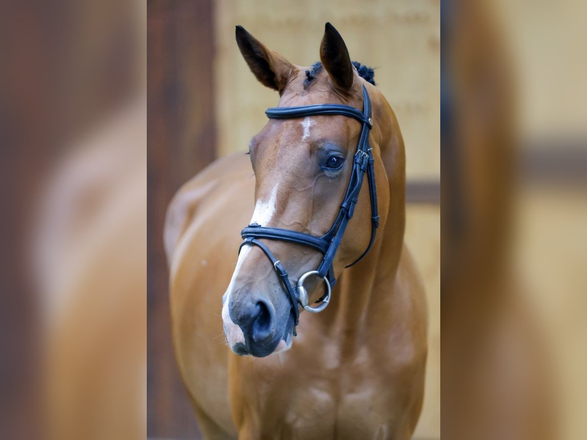 Zangersheide Giumenta 3 Anni 166 cm Baio in Kinrooi