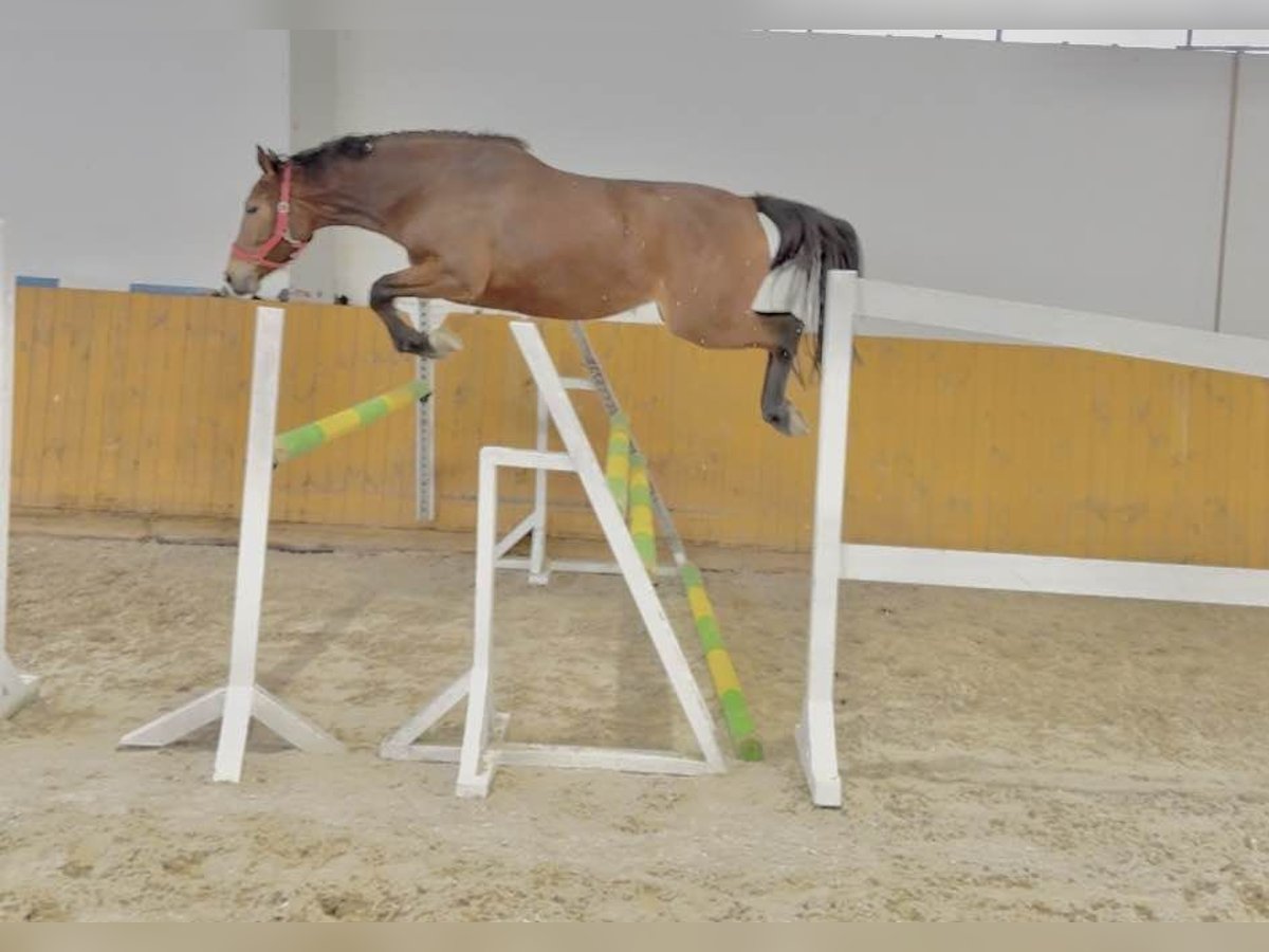 Zangersheide Giumenta 3 Anni 166 cm Baio ciliegia in KRAENKA