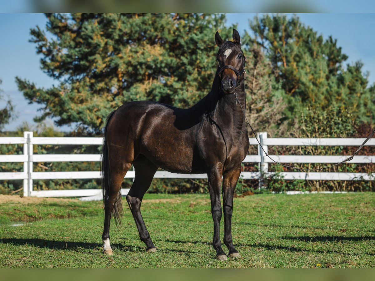 Zangersheide Giumenta 3 Anni 168 cm Baio in Skrzyszów