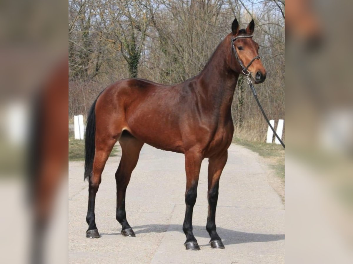 Zangersheide Giumenta 3 Anni 168 cm Baio in Szarvas