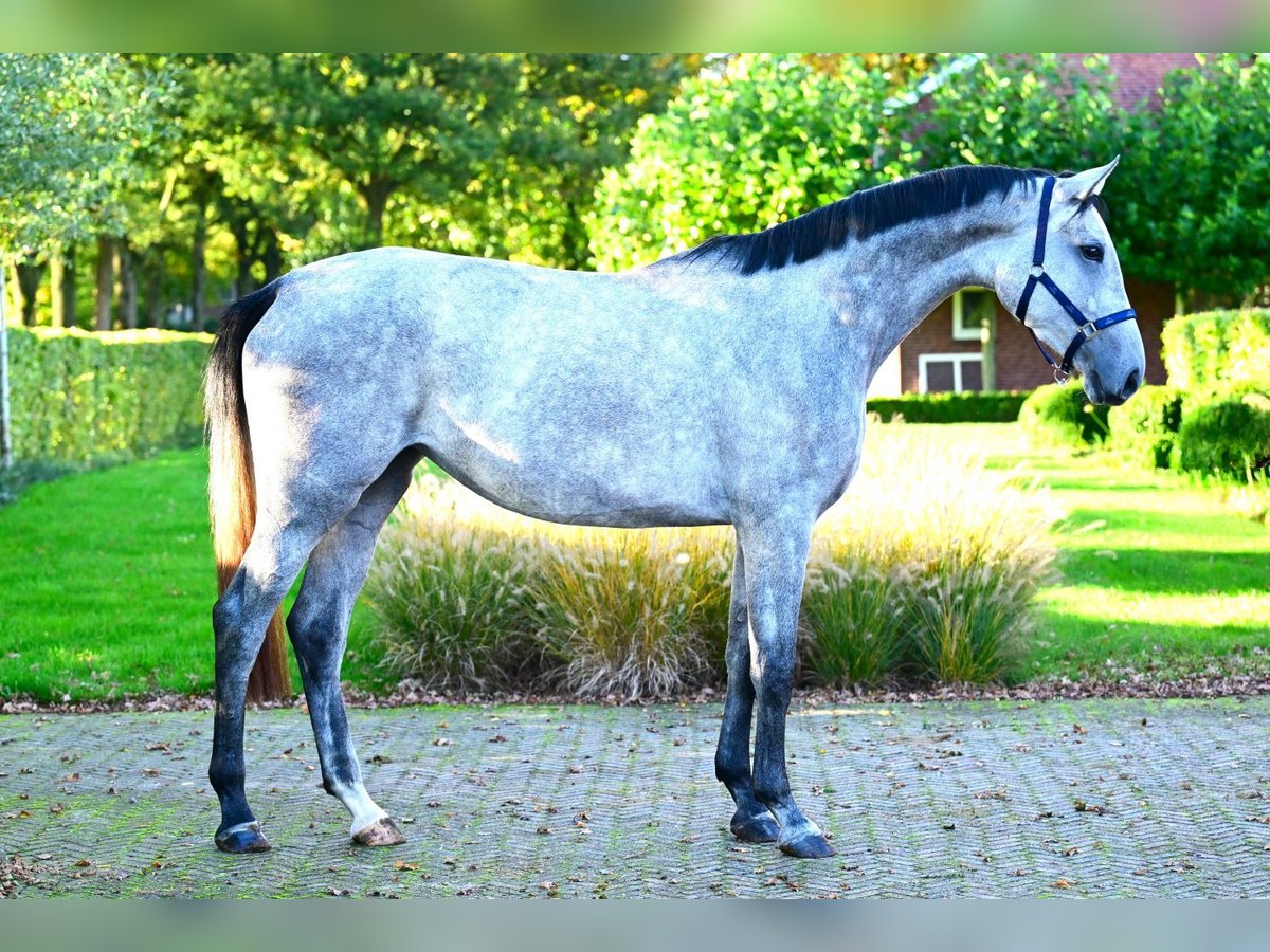 Zangersheide Giumenta 3 Anni 171 cm Grigio in Bladel