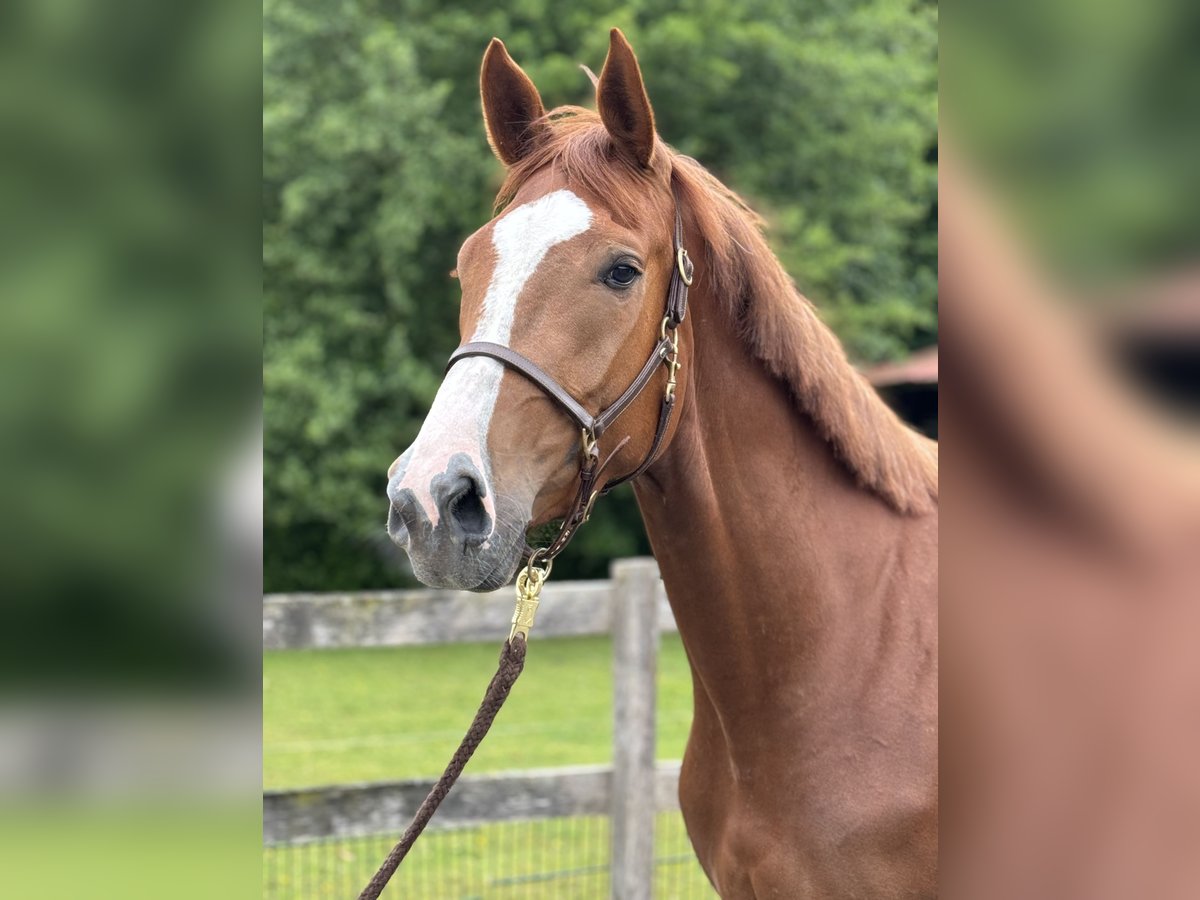 Zangersheide Giumenta 3 Anni 172 cm Sauro in Rhede