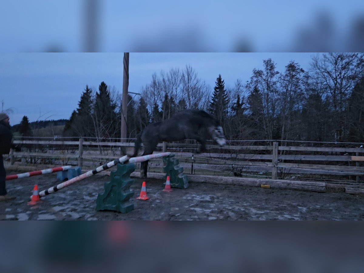 Zangersheide Giumenta 3 Anni Grigio pezzato in Stiefenhofen