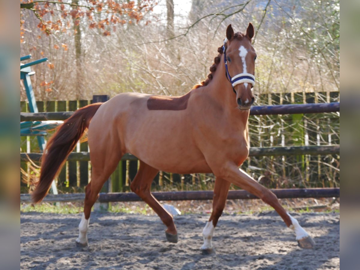 Zangersheide Giumenta 4 Anni 153 cm Sauro in Dorsten