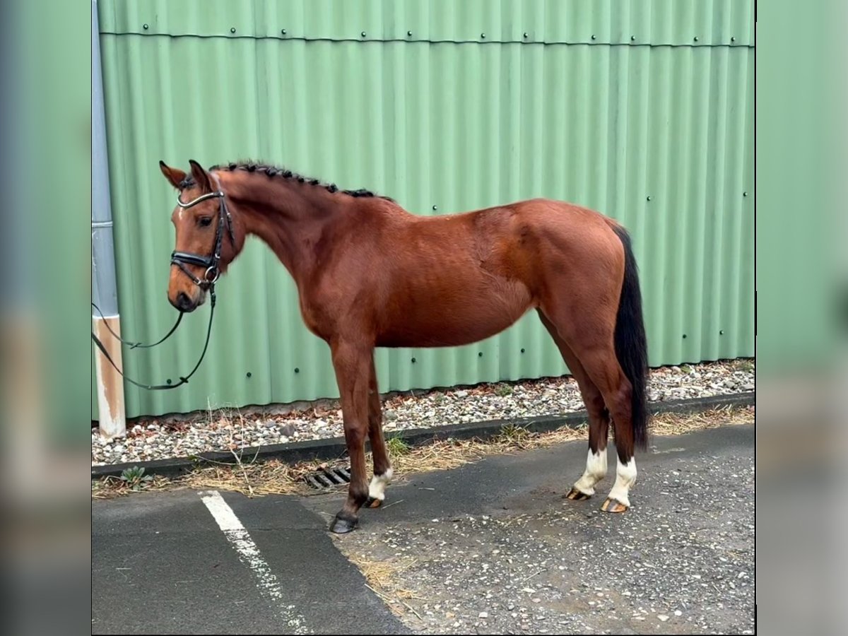 Zangersheide Giumenta 4 Anni 156 cm Baio in Niederkassel