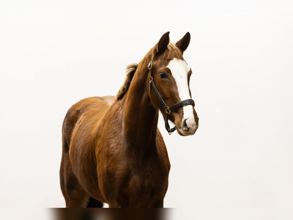 Zangersheide Giumenta 4 Anni 161 cm Baio in Waddinxveen