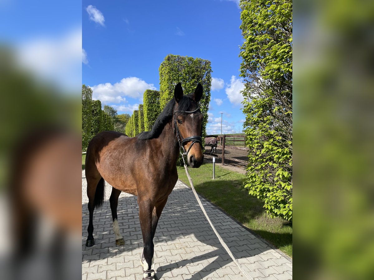 Zangersheide Giumenta 4 Anni 161 cm Baio scuro in Grefrath